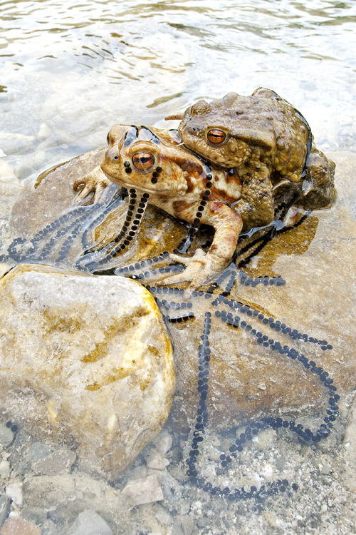 Amphibien_und_Reptilien_thumbs_hoch_1_1