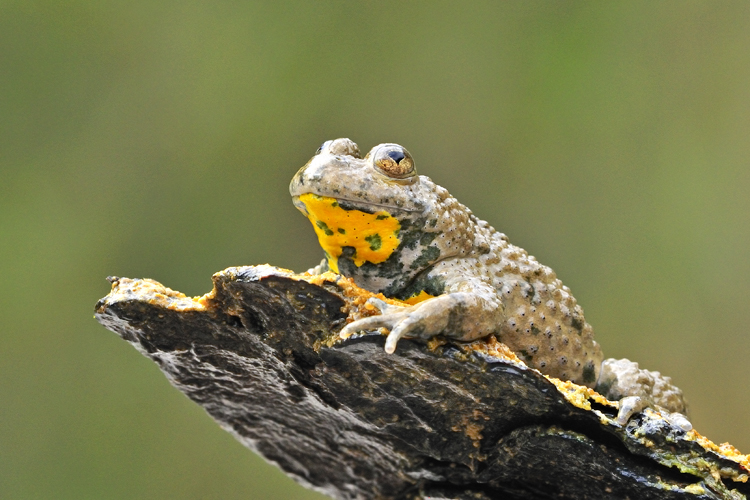 Amphibien_und_Reptilien_tumbs_quer_1_6