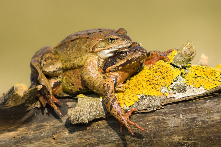 Amphibien_und_Reptilien_tumbs_quer_1_7