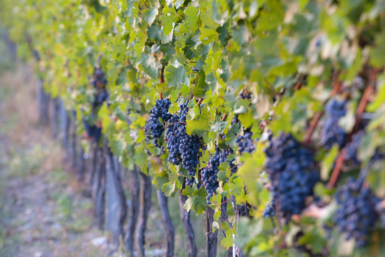 Landschaften_tumbs_quer_5_9