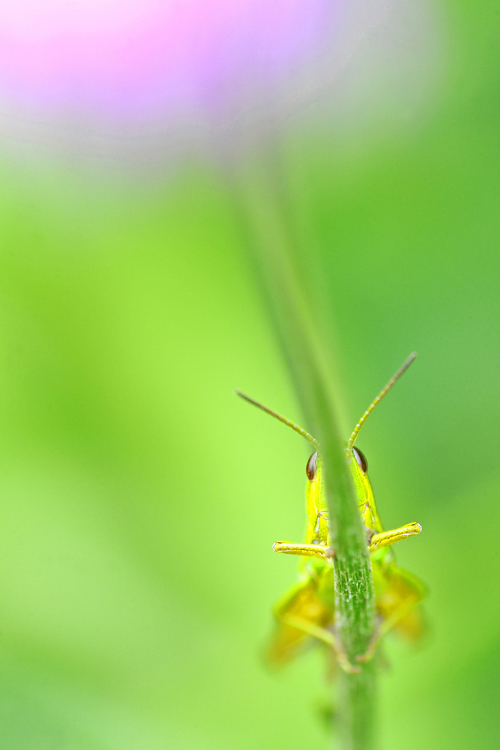 Makro_thumbs_hoch_1_1
