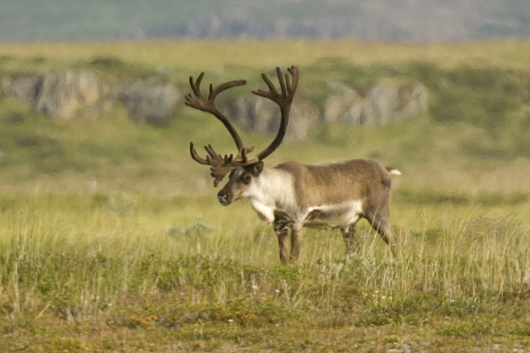 Reisen_tumbs_quer_3_7