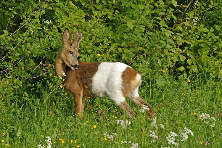 Saeugetiere_tumbs_quer4