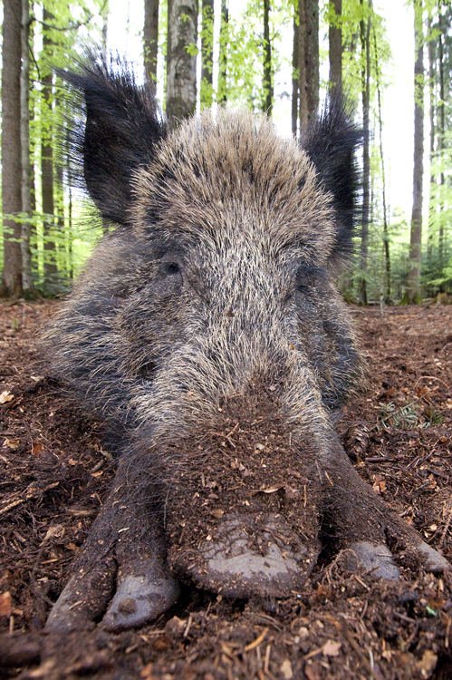 Saeugetiere_thumbs_hoch3